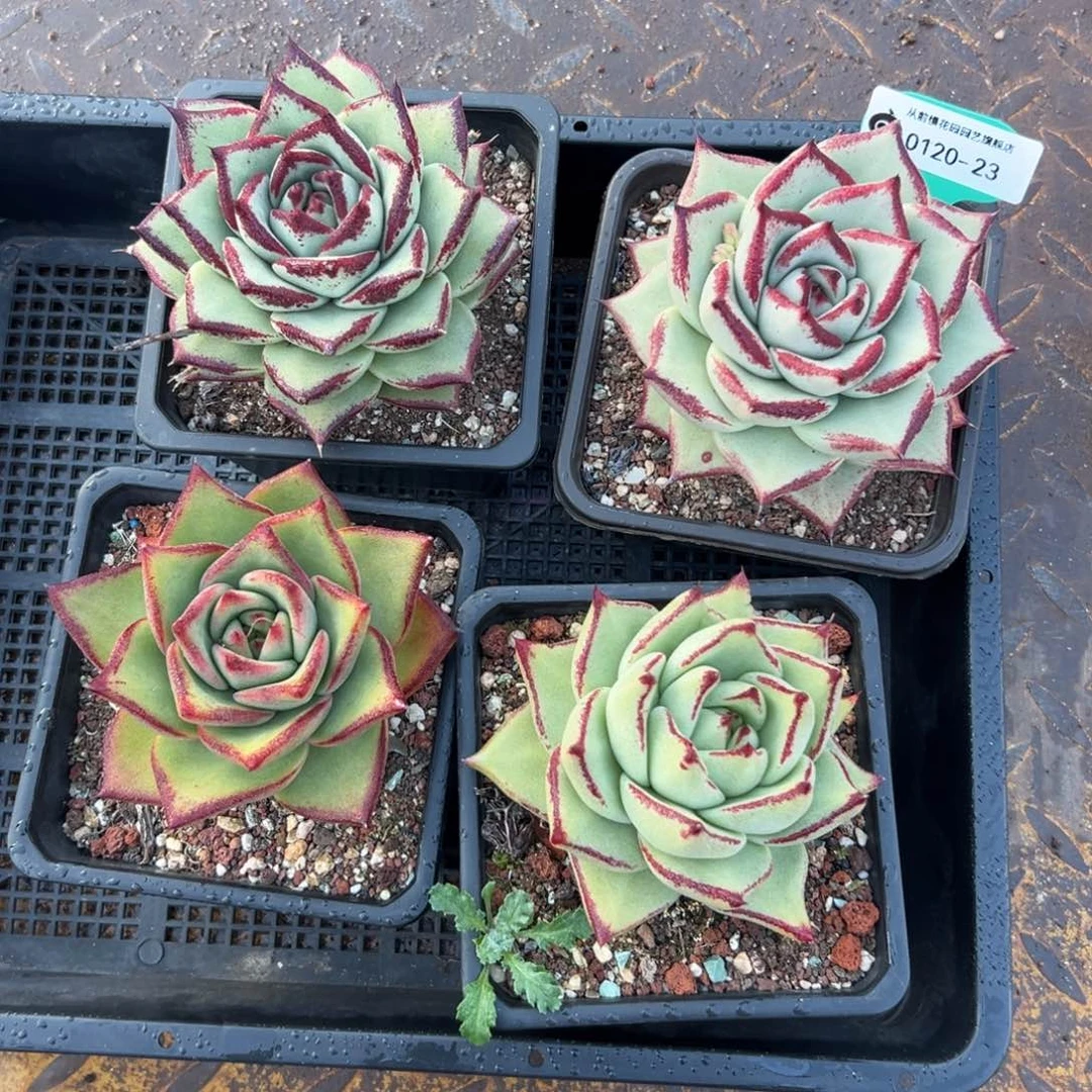 多肉一物一拍编号0120-23