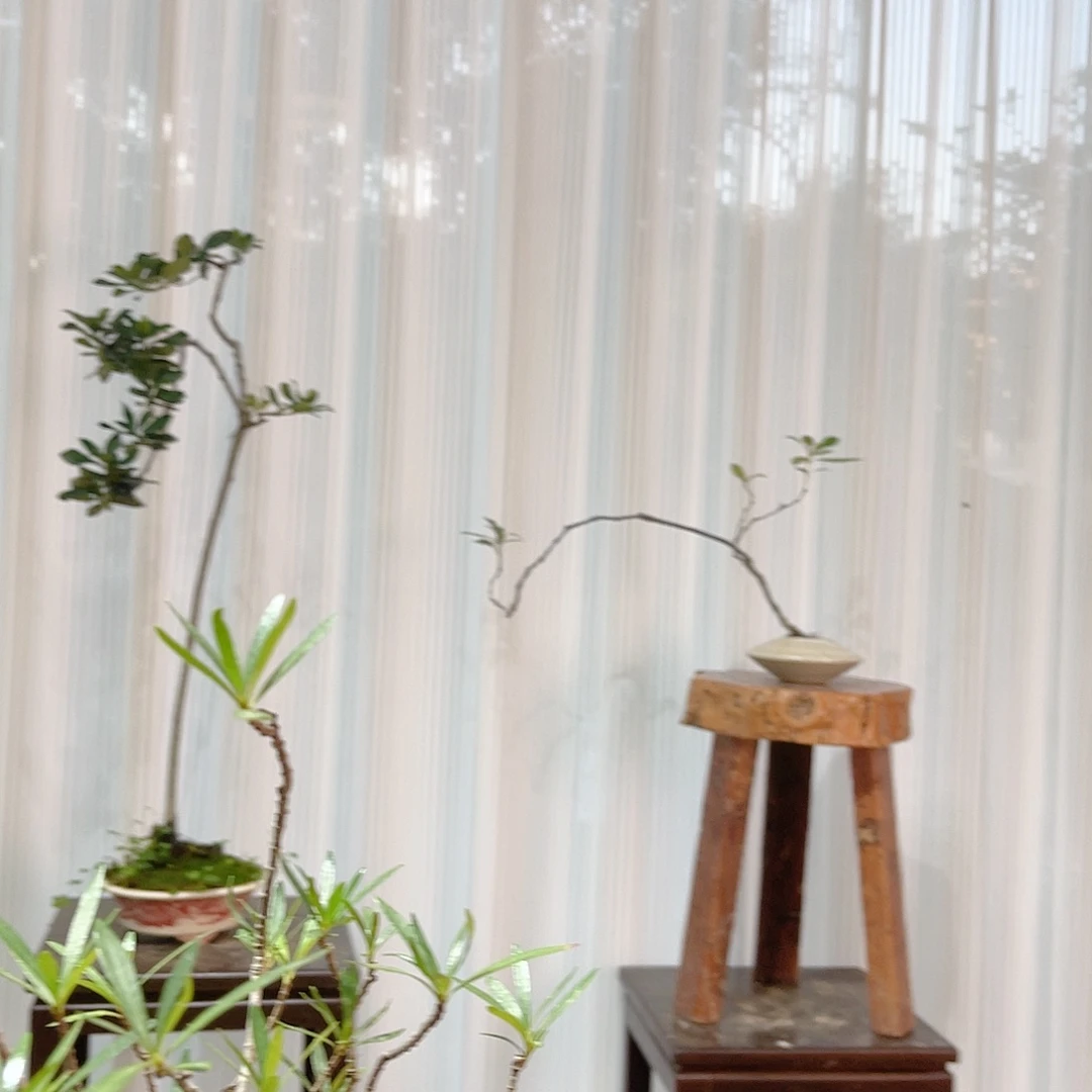 知****无花朵55866696666