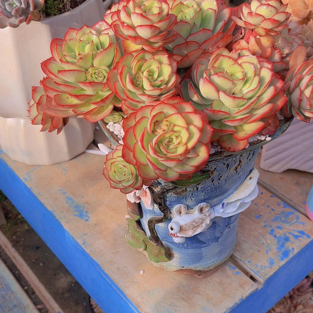 无*多肉植物保护