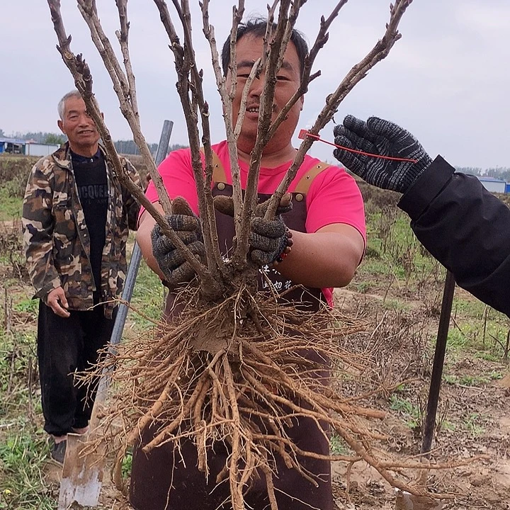 香***雪当前无花朵，栽培后可花朵太阳166