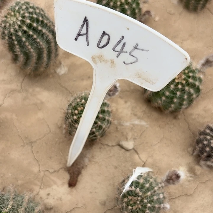 A045,cc230瑕疵歪头，4cm