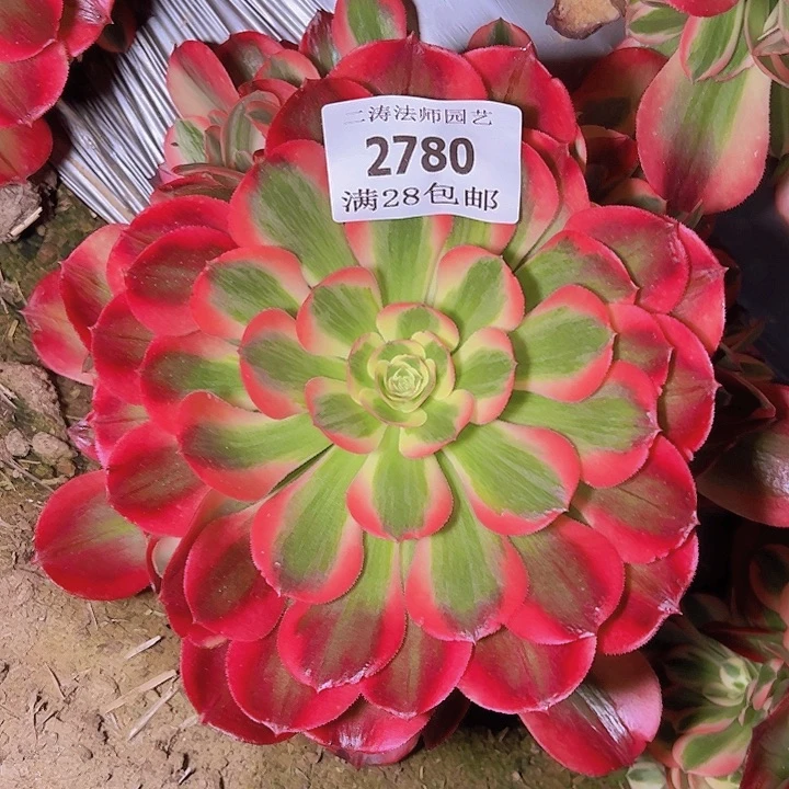 2780红女郎多肉植物2号