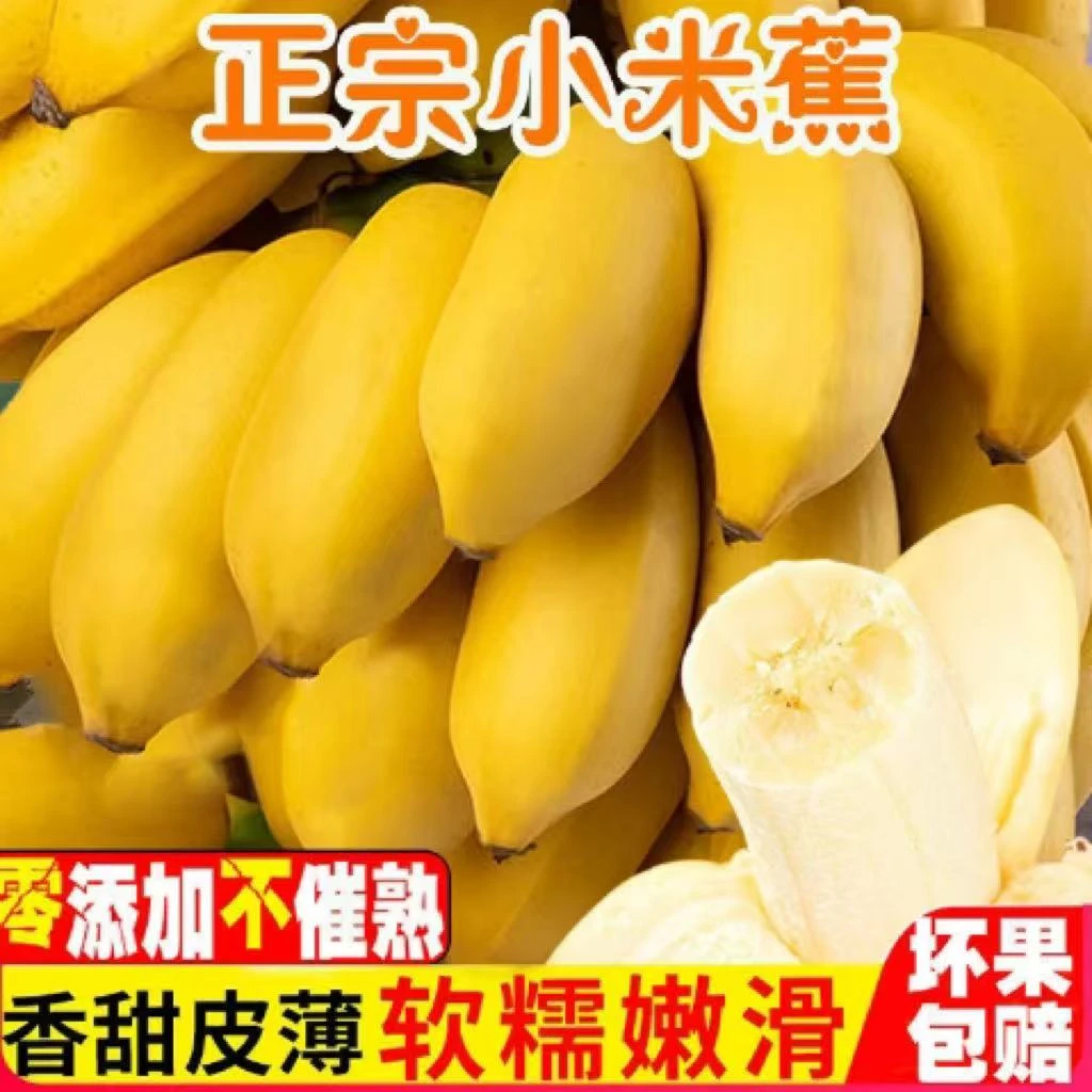 正宗农家小米蕉当季水果带箱5斤新鲜现摘产地直发Y