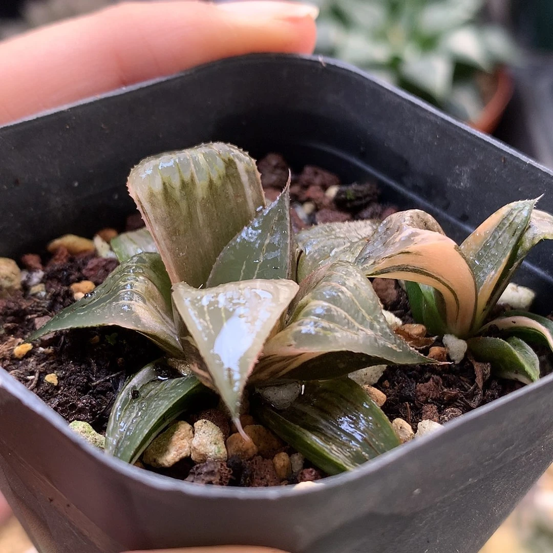 piyk寿锦带盆土发货