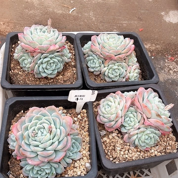 11.74冰玉一个脱土