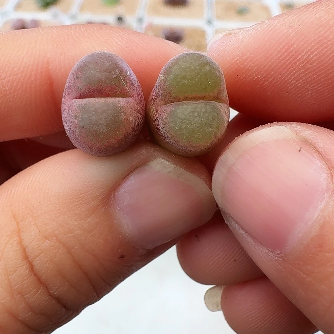 多肉植物福利肉锥超级熊猫130