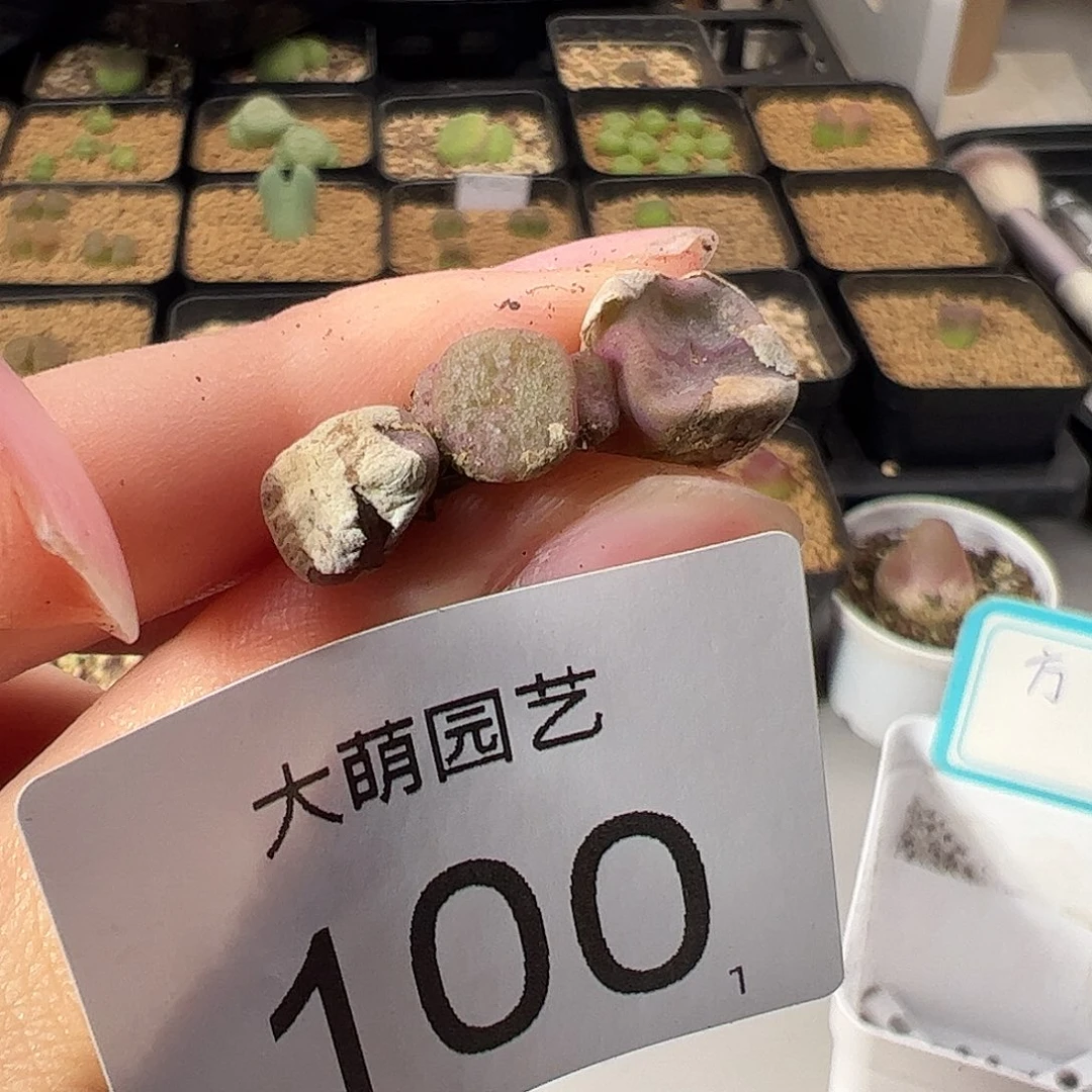 0000100 一物一拍。