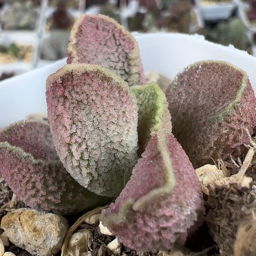 粉色系细腻冰晶颗粒款实生新品