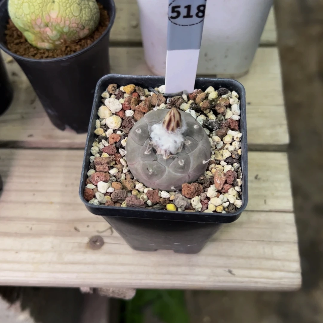 洛***尘冬云娇丽仙人球518