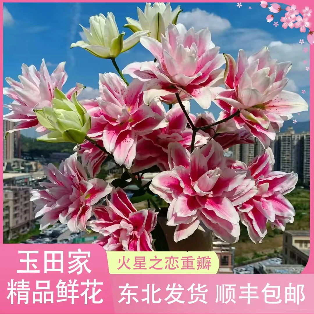 火星之恋重瓣百合   居家办公优选《居家办公优选》