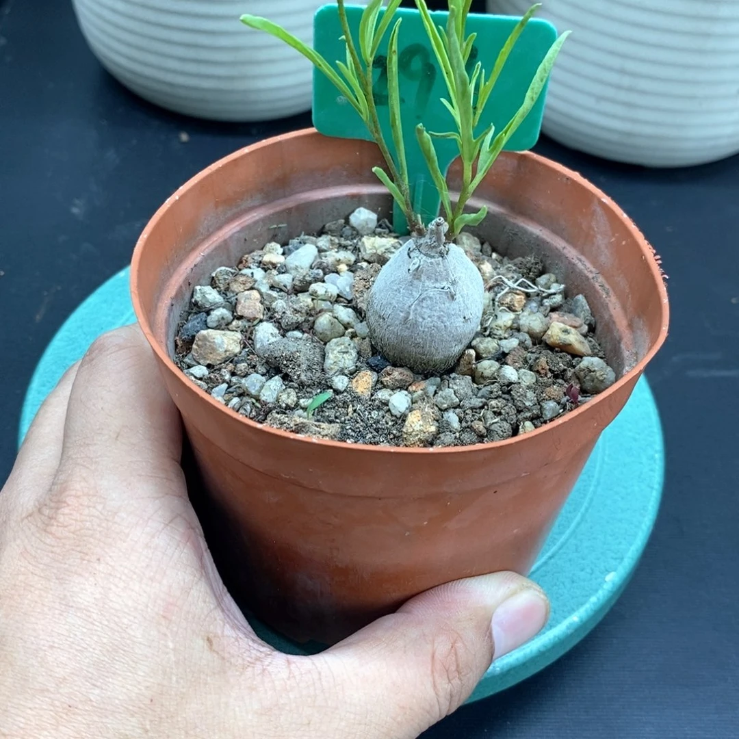 何鲁牵牛多肉植物