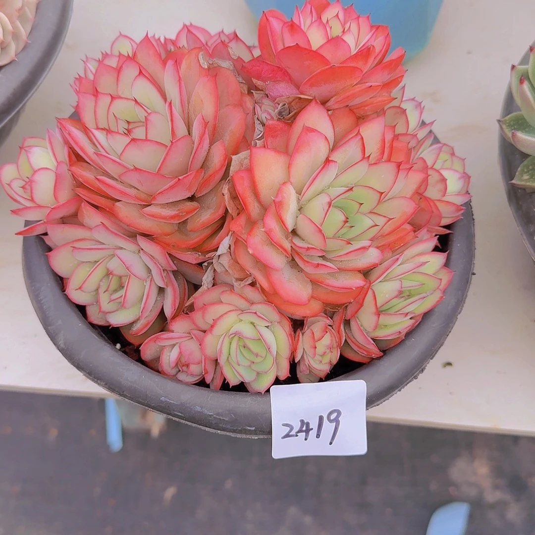 2419牡丹亭多肉植物