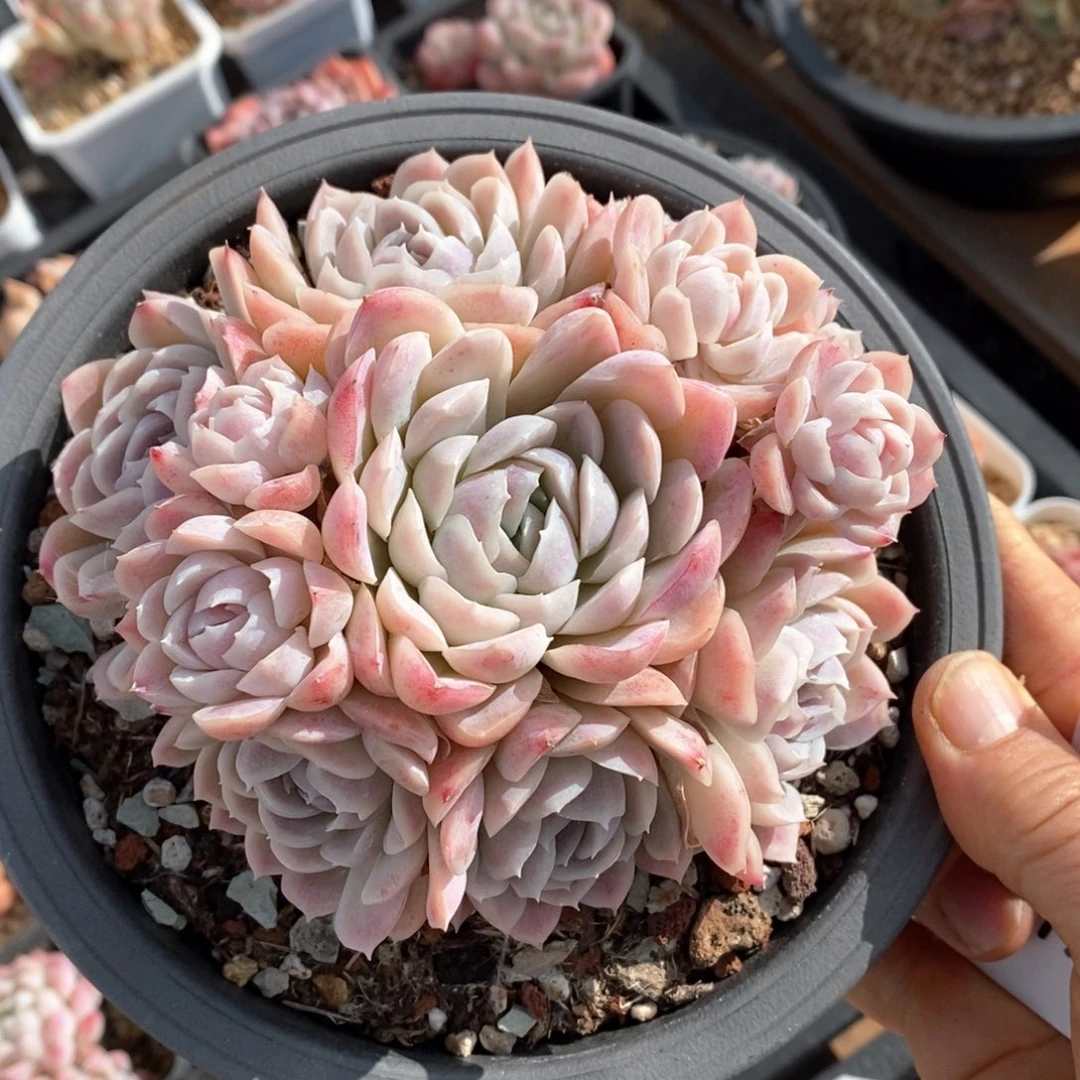 精品多肉一物一拍111