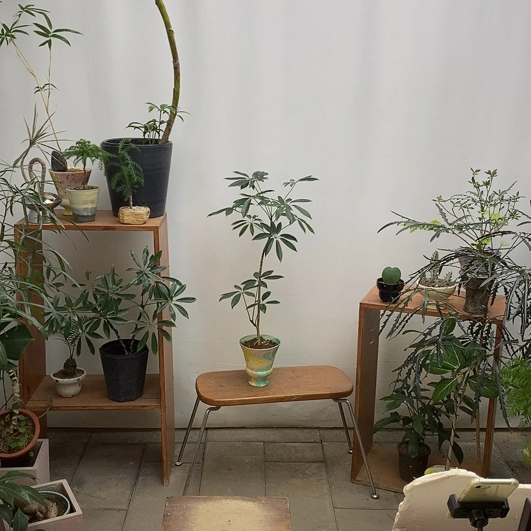 无花朵细叶伞（含盆）