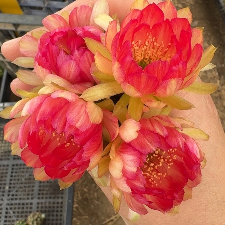 202丽花bir歪3公分左右无根侧牙，20包邮