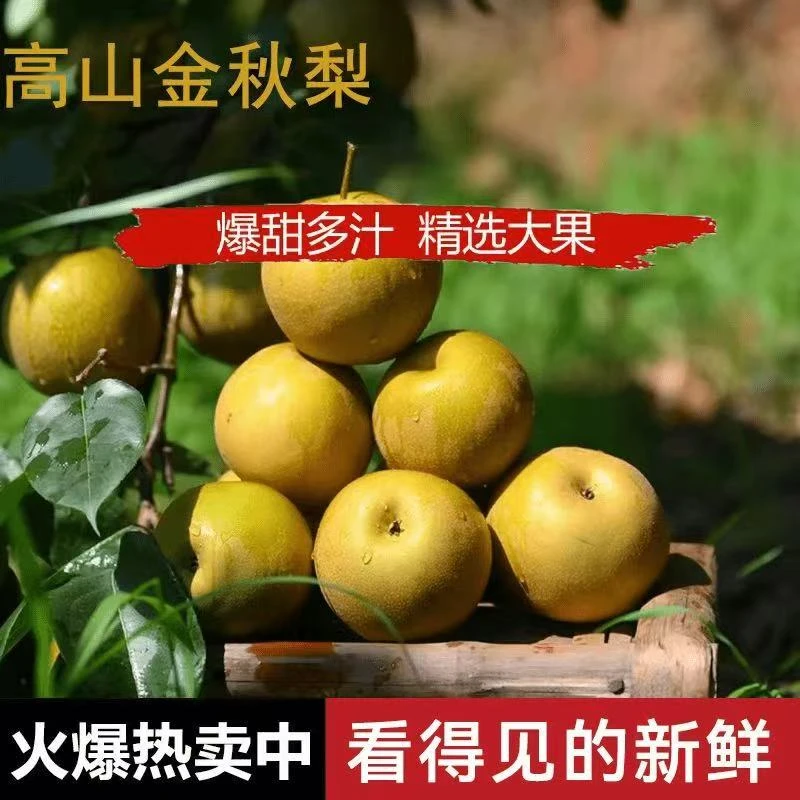 贵州高山金秋梨黄皮梨当季新鲜水果皮薄多汁甜冰糖黄皮梨非秋月梨