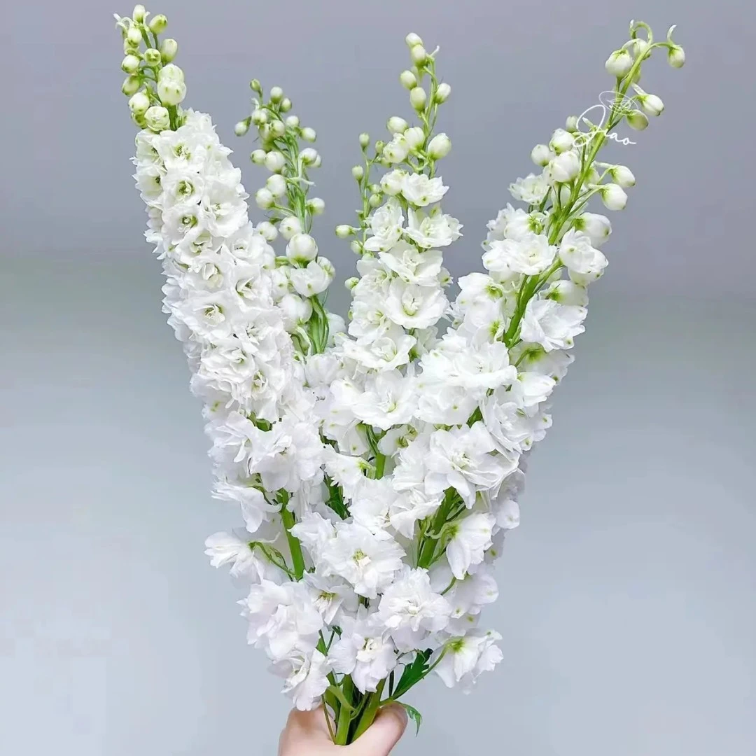 【俊奕鲜花】白色大飞燕1扎（4单一个运费）