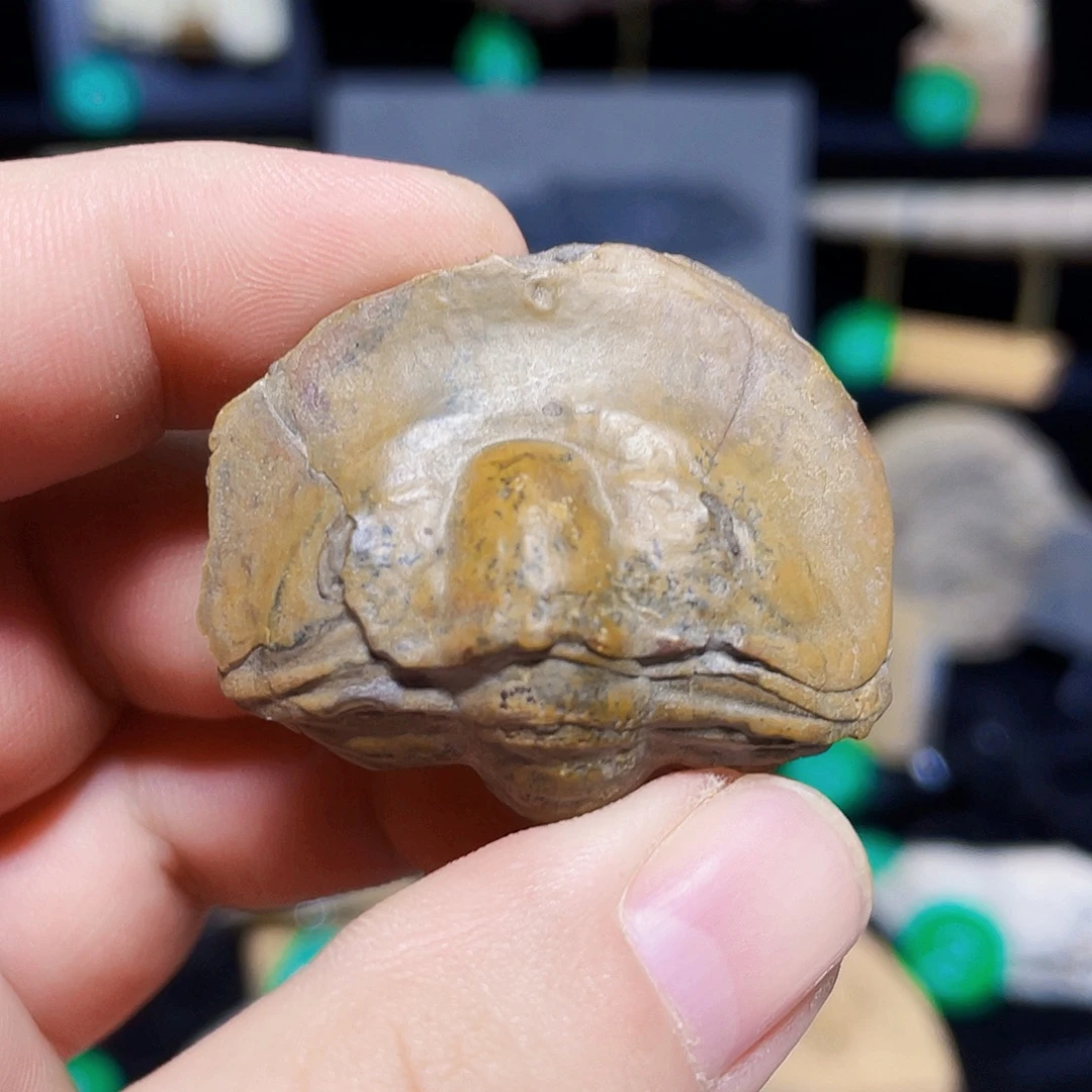 吉林蒙克虫卷曲精修标本