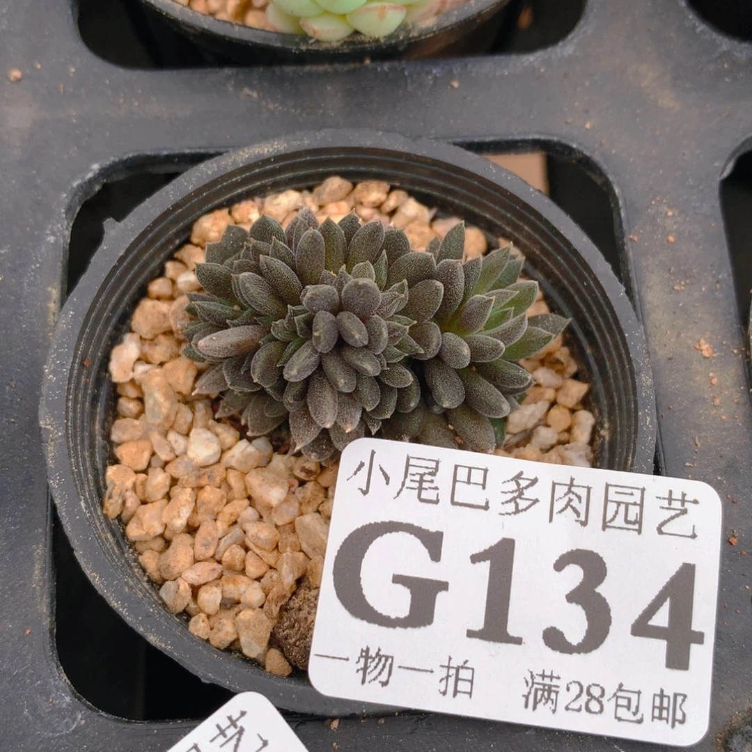 小尾巴5CM迷你拇指盆G134