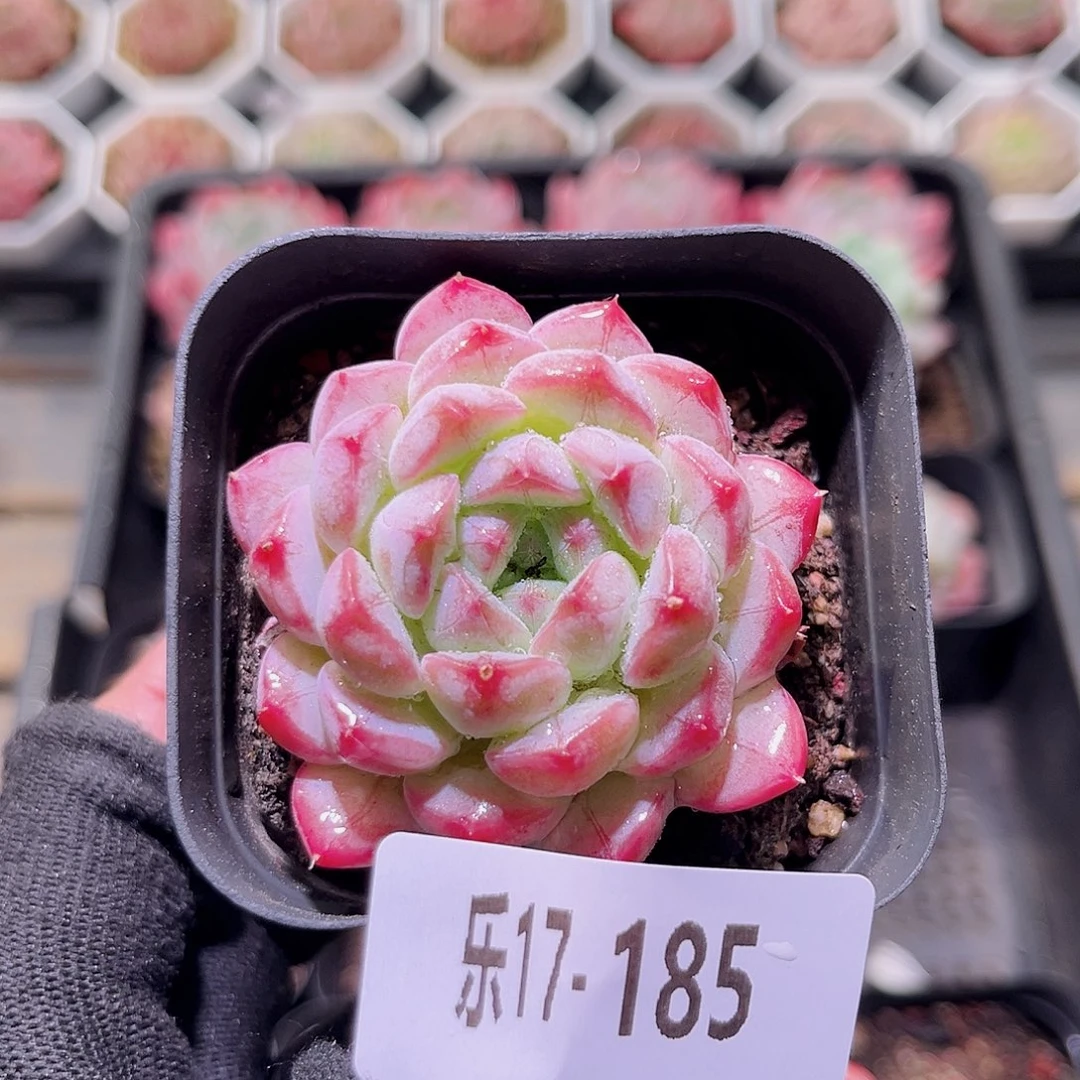 乐然17-185 白桃单头