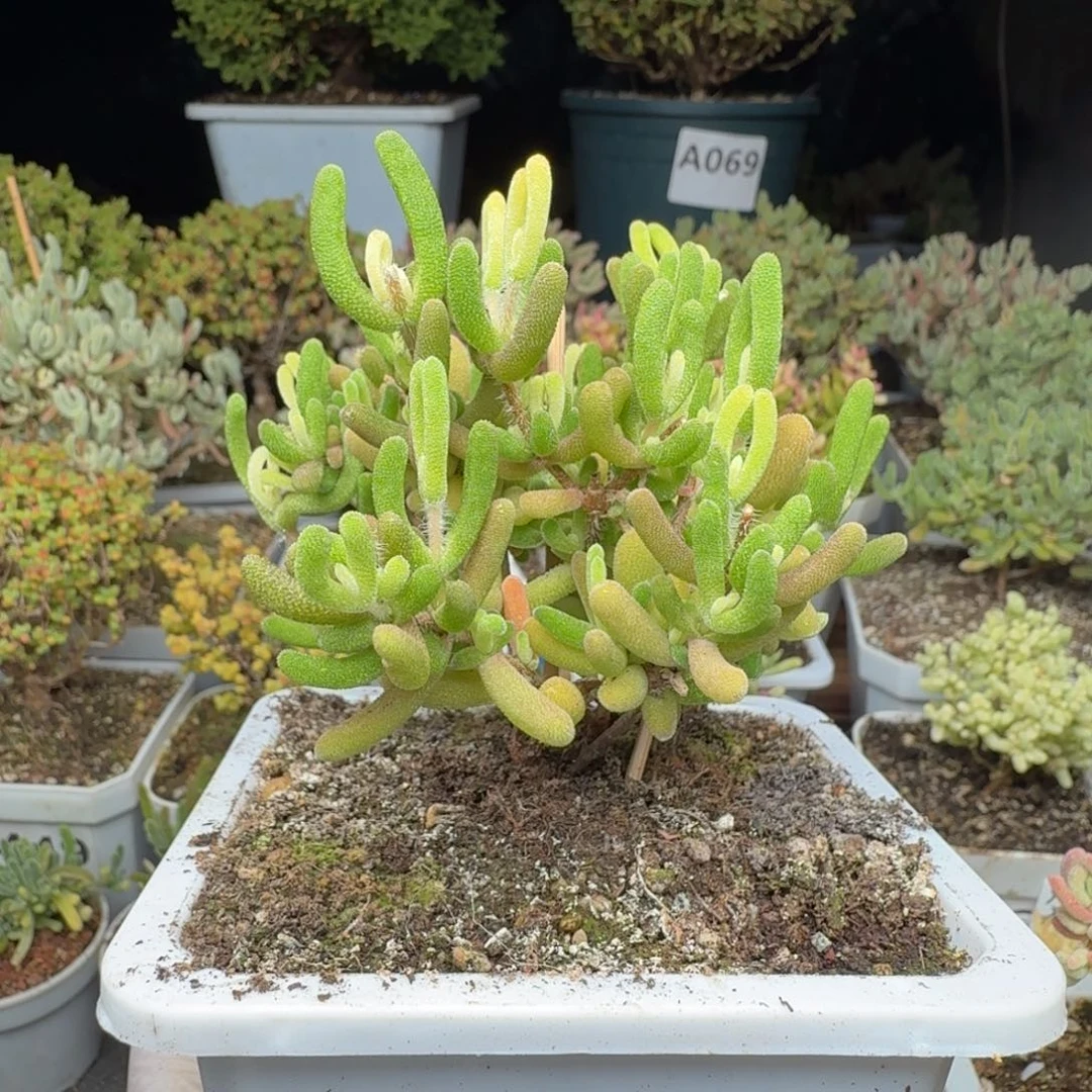 A602半价下播福利