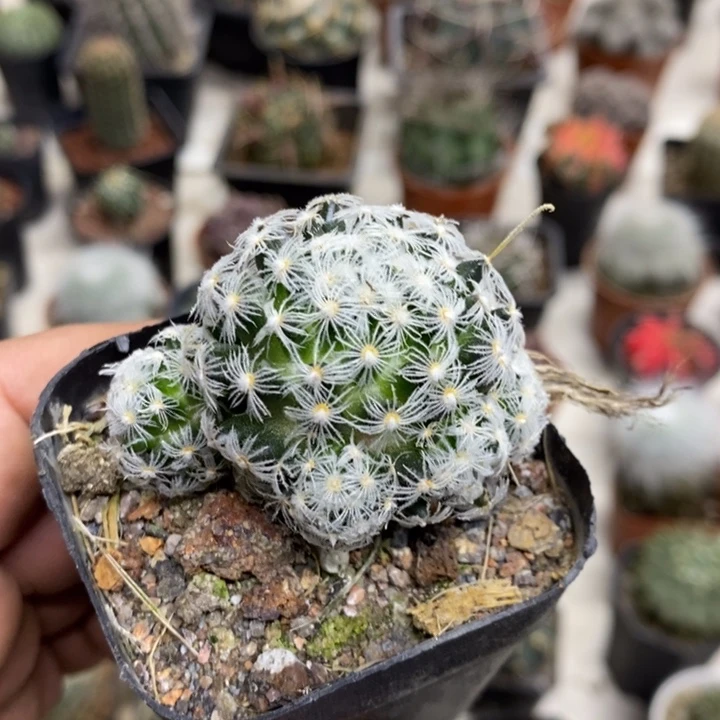 实生杜威丸特价福利3