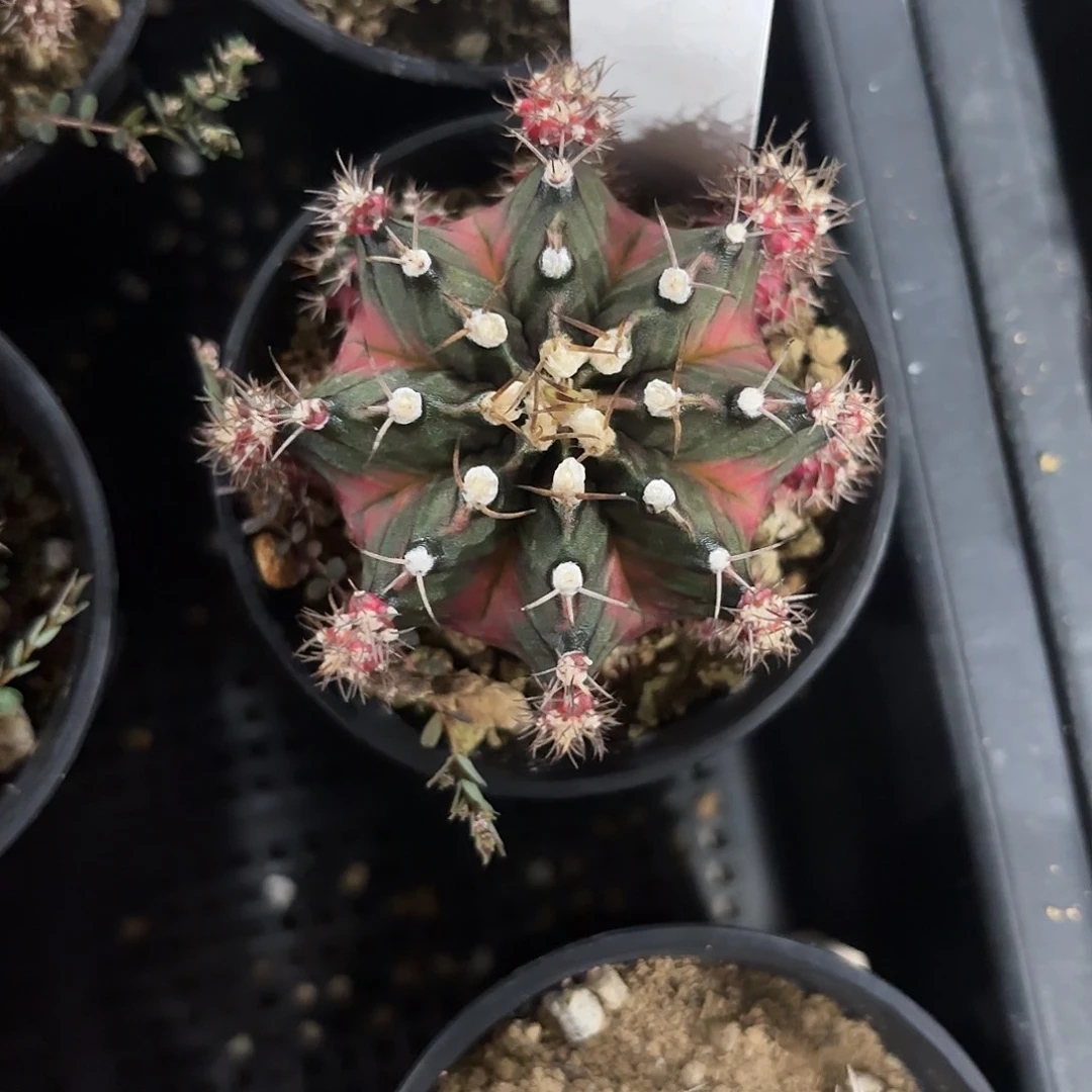 298-0615泰国发货多肉