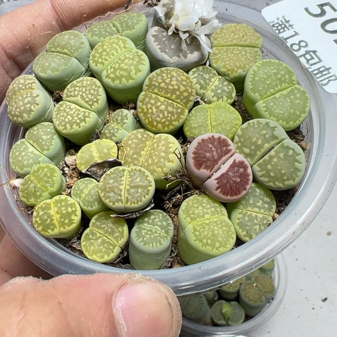 【闪购商品】 501。