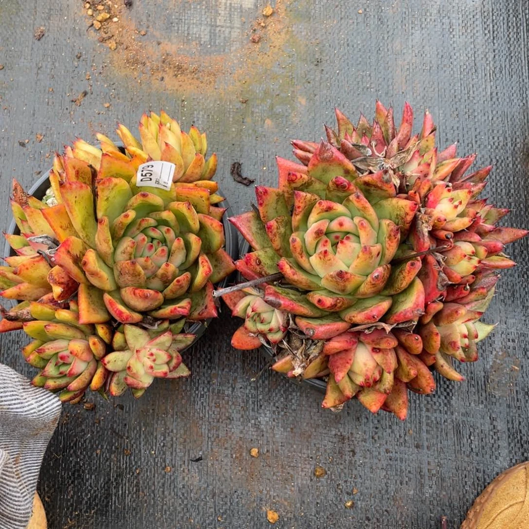 无花朵若如东云组拍D579