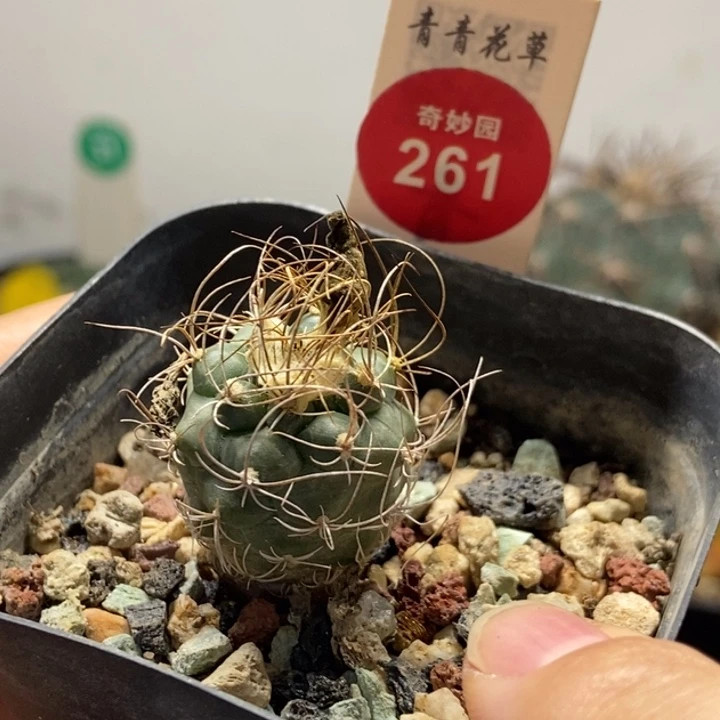 实生长城丸一颗仙人球