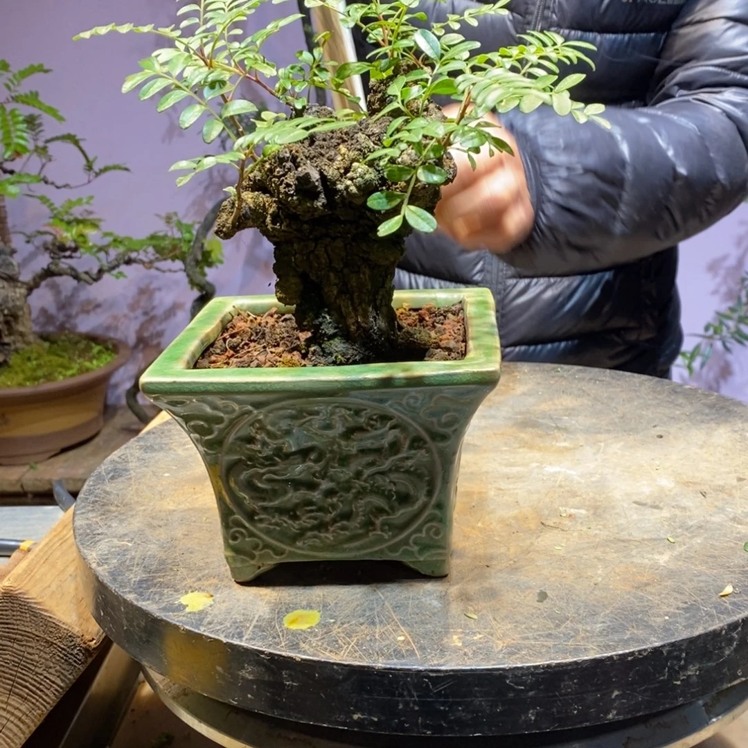 一***初无花朵谢胡子盆景