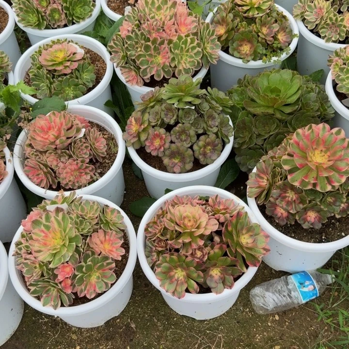 吃***众吃瓜群众发10个 多肉植物