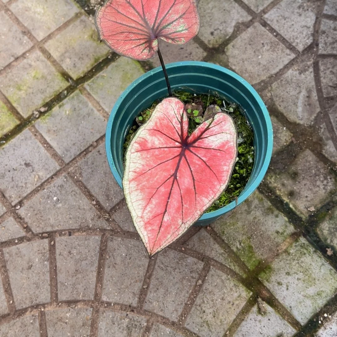 Z****完全开放3943泰彩