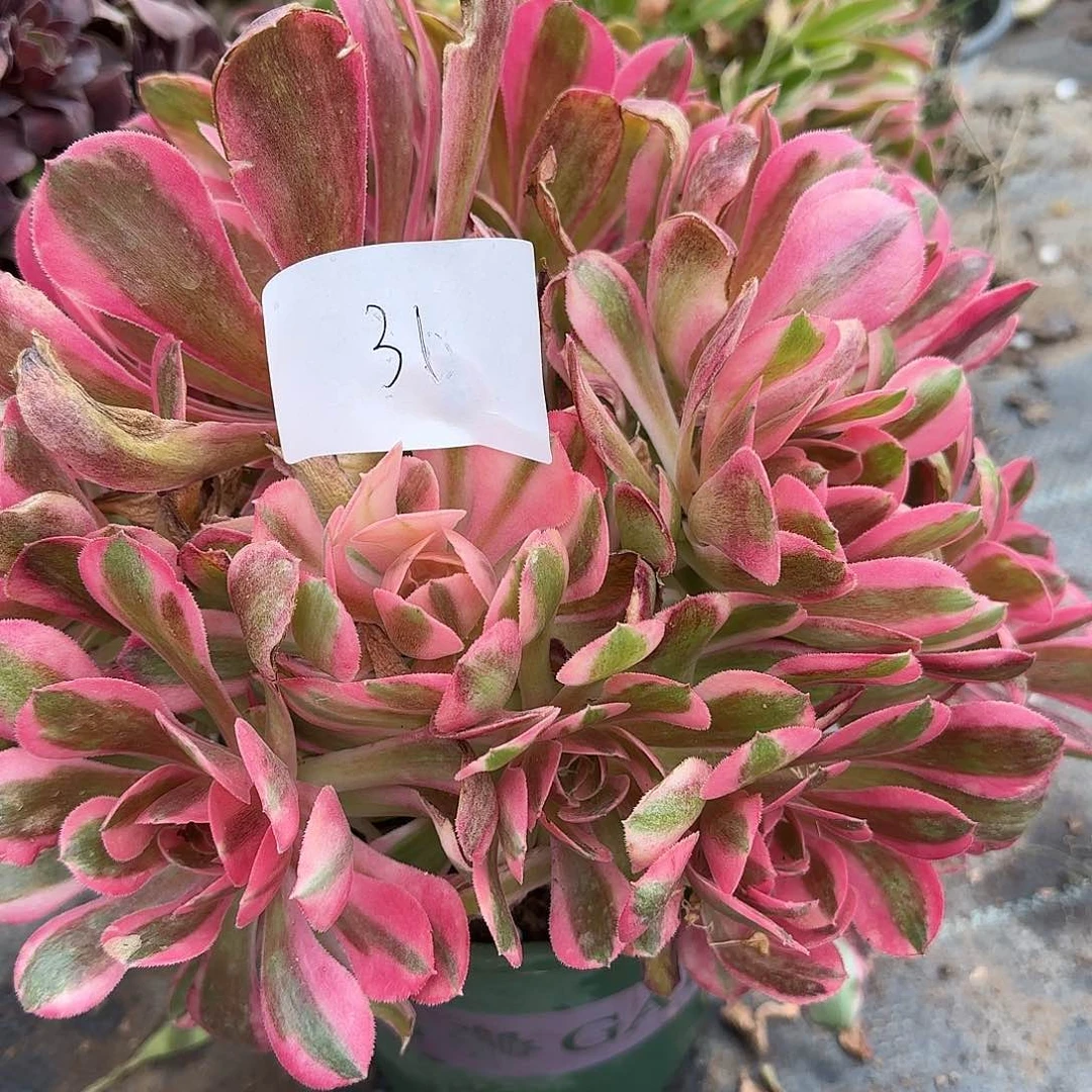 静*31多肉植物保护研究所