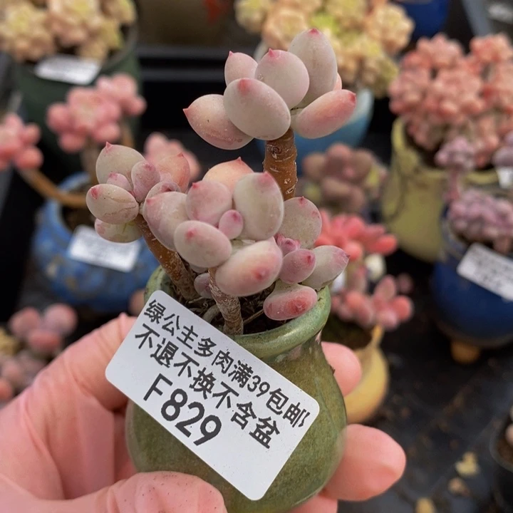四代苹果奶5cm829多肉植物