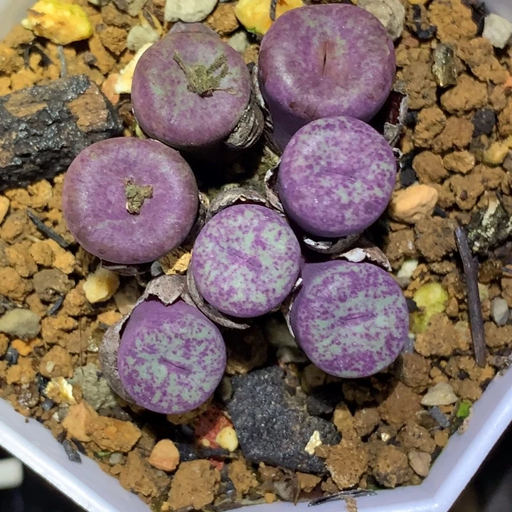 精品多肉植物精品多肉