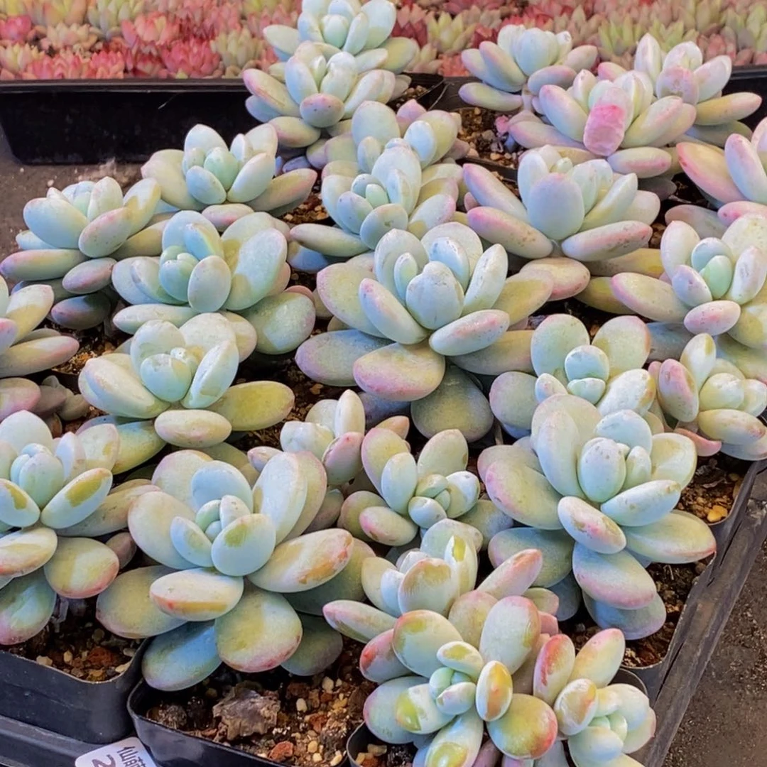 Y*244多肉植物保护研究所所长助理