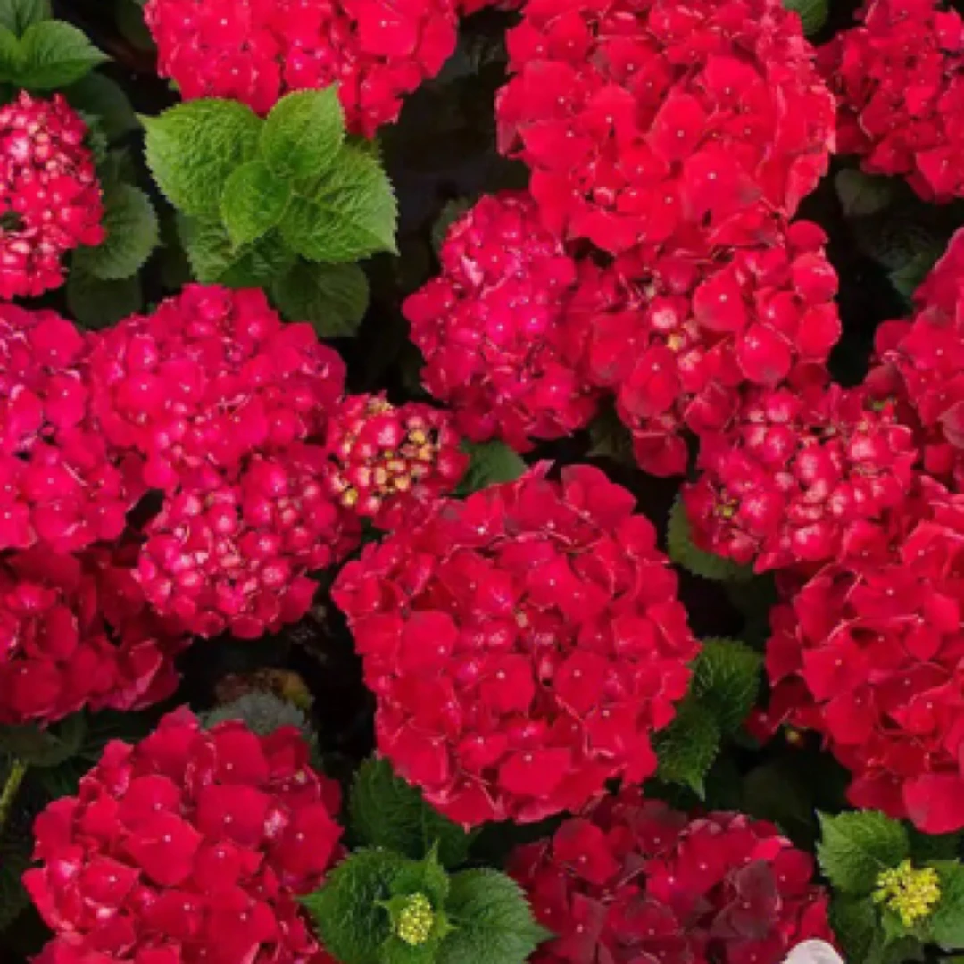 [红皇后1加仑]绣球花带花盆栽室内庭院生花苞发货大花