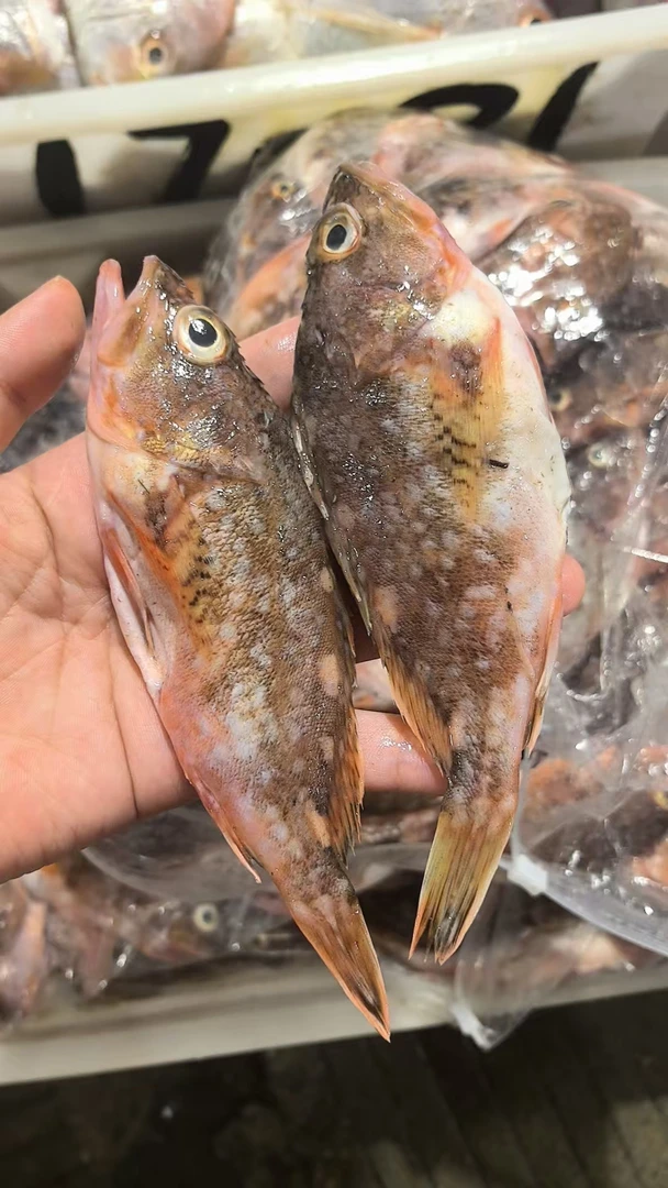 【石九公3斤】东海野生石九公虎头鱼肉质细嫩鲜美 顺丰冷链包邮