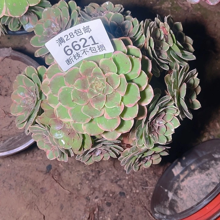 6621粉花妖多肉植物