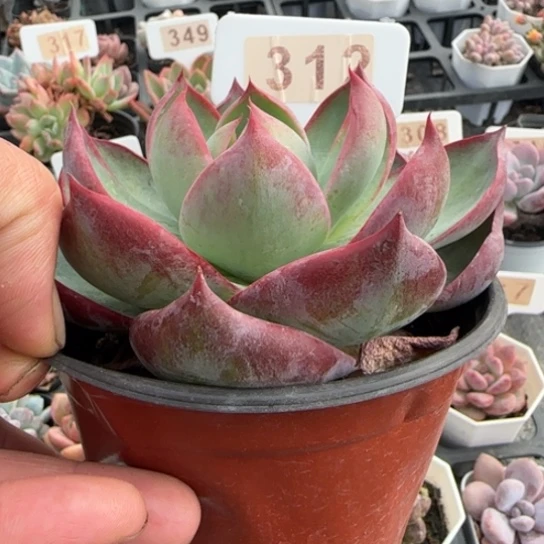 312惊鸿仙子多肉