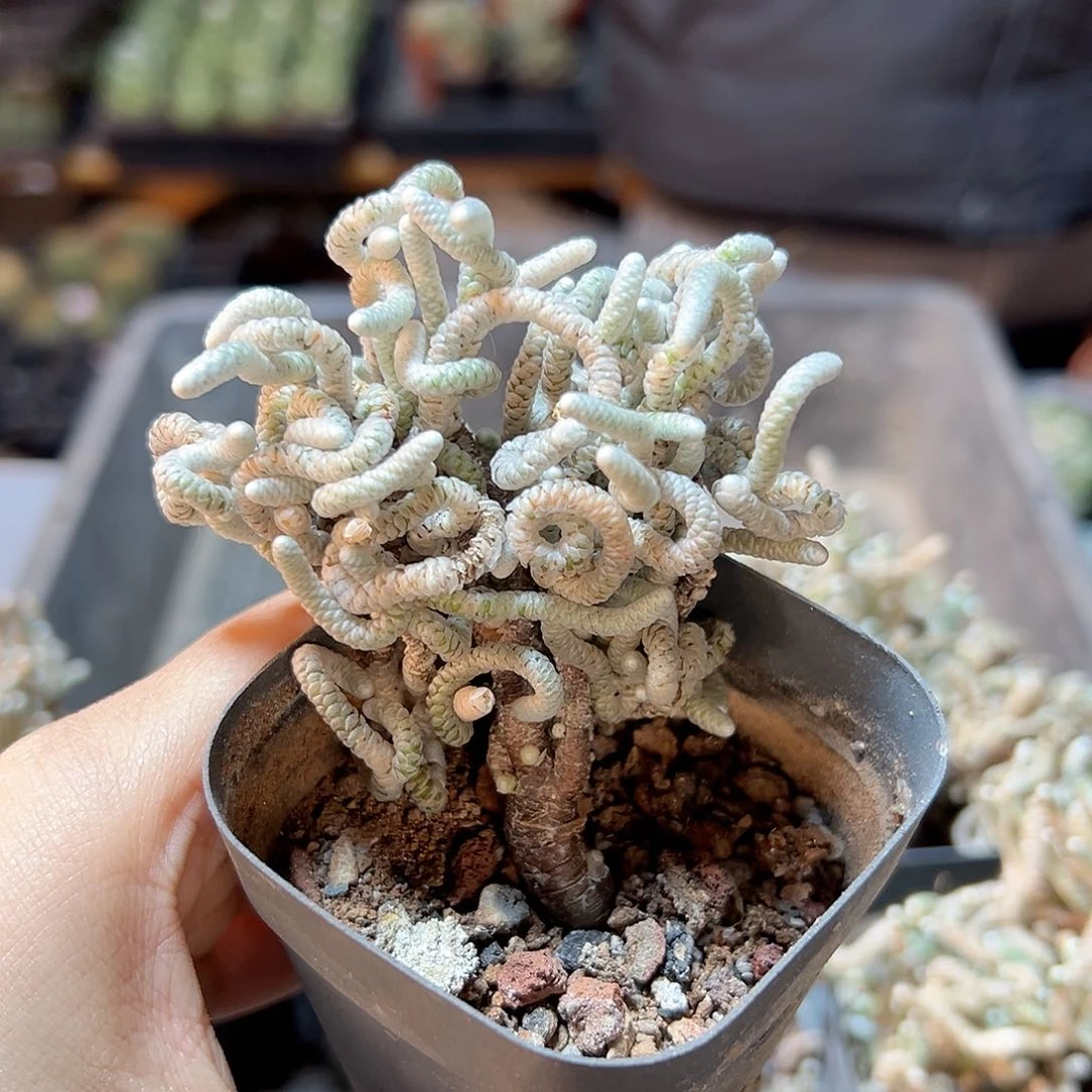 妖精之舞带盆1颗