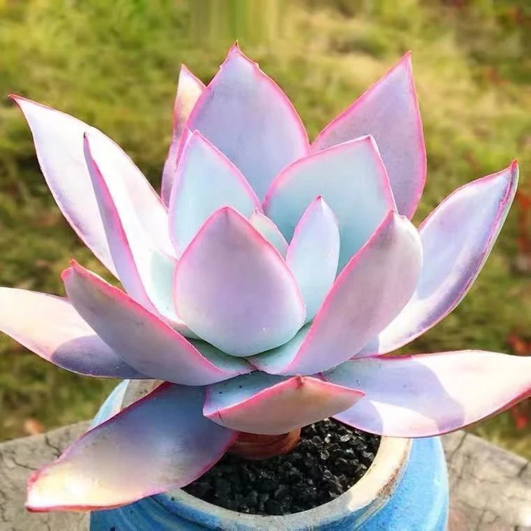 （满9.99包邮）广寒宫 5-6cm 猫小姐多肉