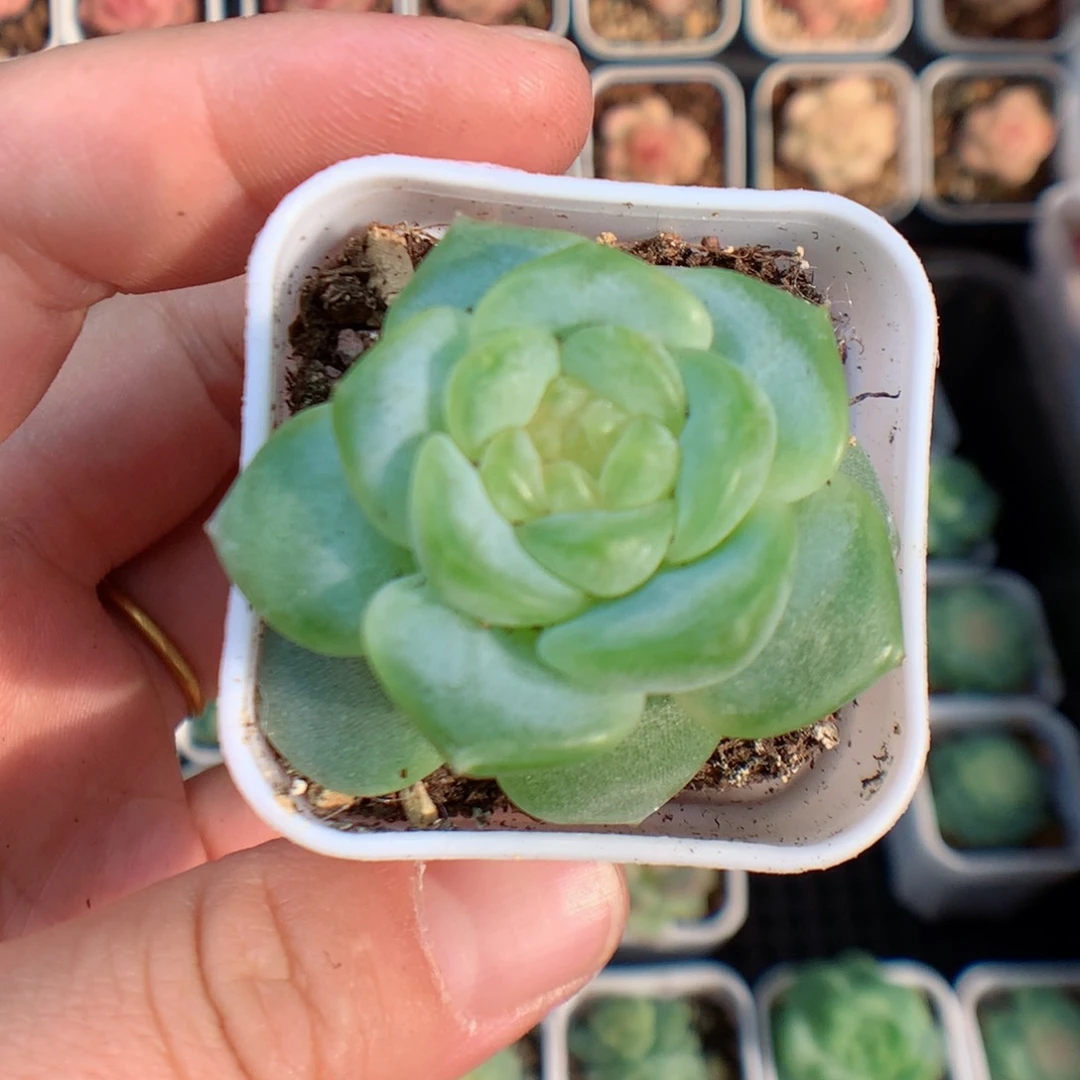 一物一拍精品多肉。  甜心 93