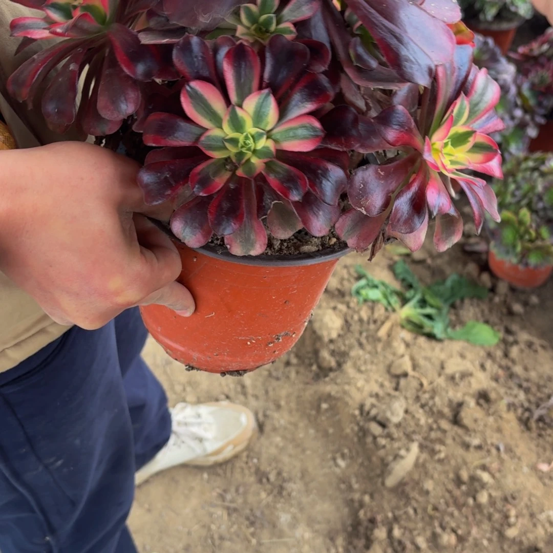 860多肉植物捧花的时候