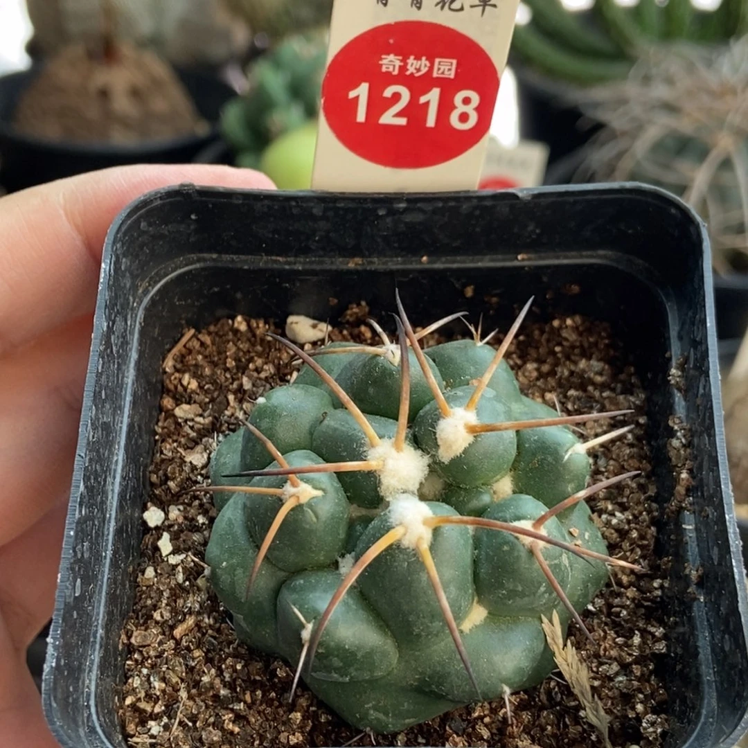 自根无刺象牙一颗仙人球，