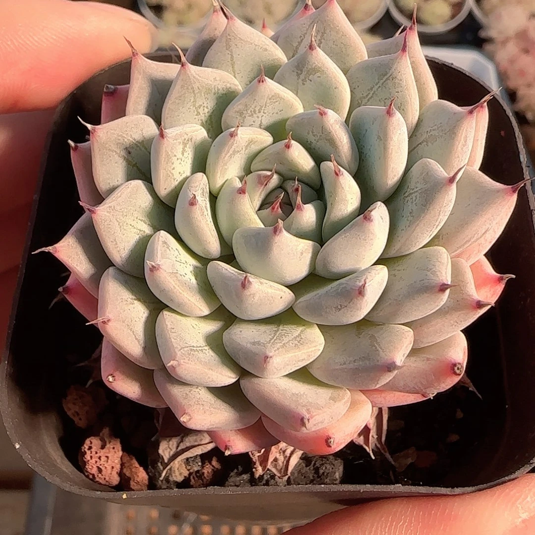 多肉1126-163爪子