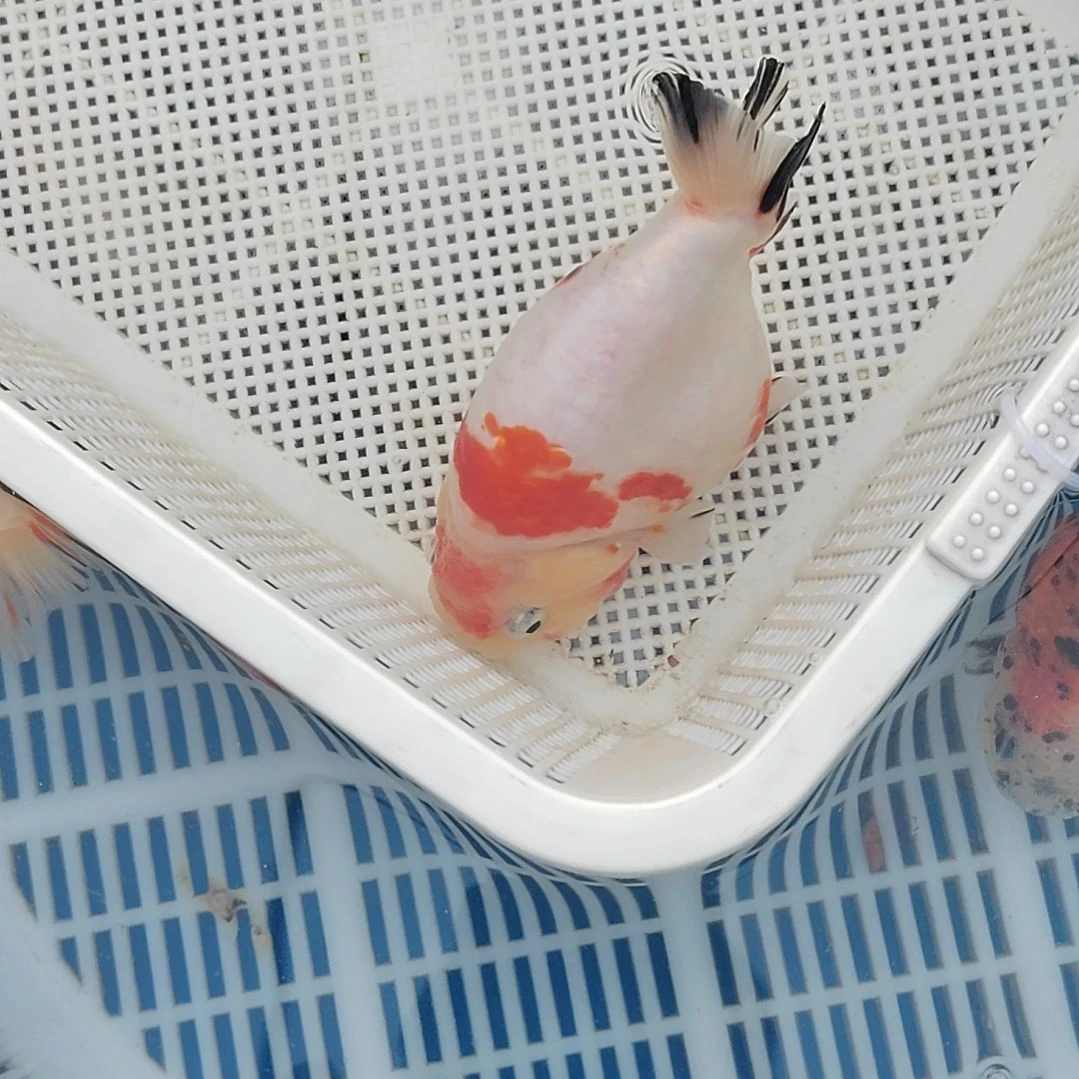 海水鱼兰寿精选观赏鱼冷水