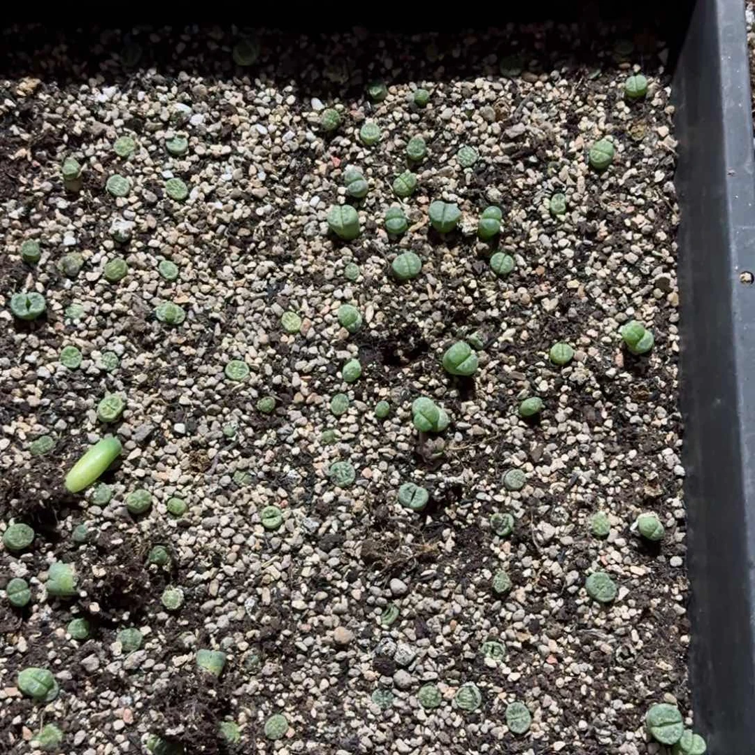 沙***人156。绿大牙清框福利脱土