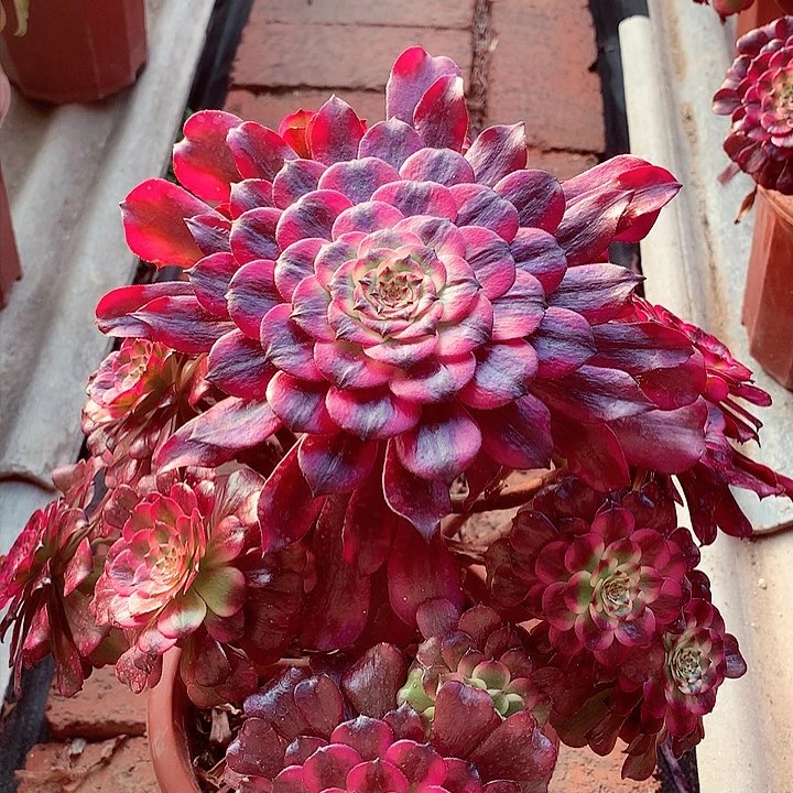 美姬的，多肉植物